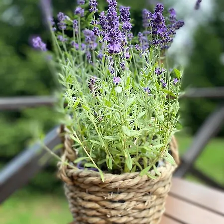 펜션 Lawendowy Tp *