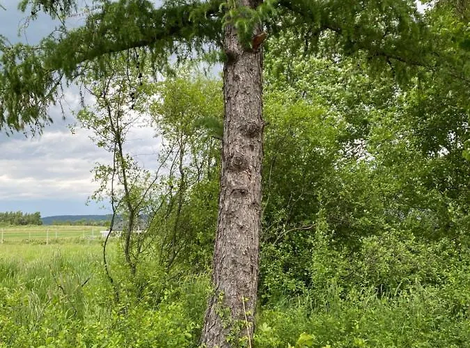 Lawendowy Tp Dom wakacyjny